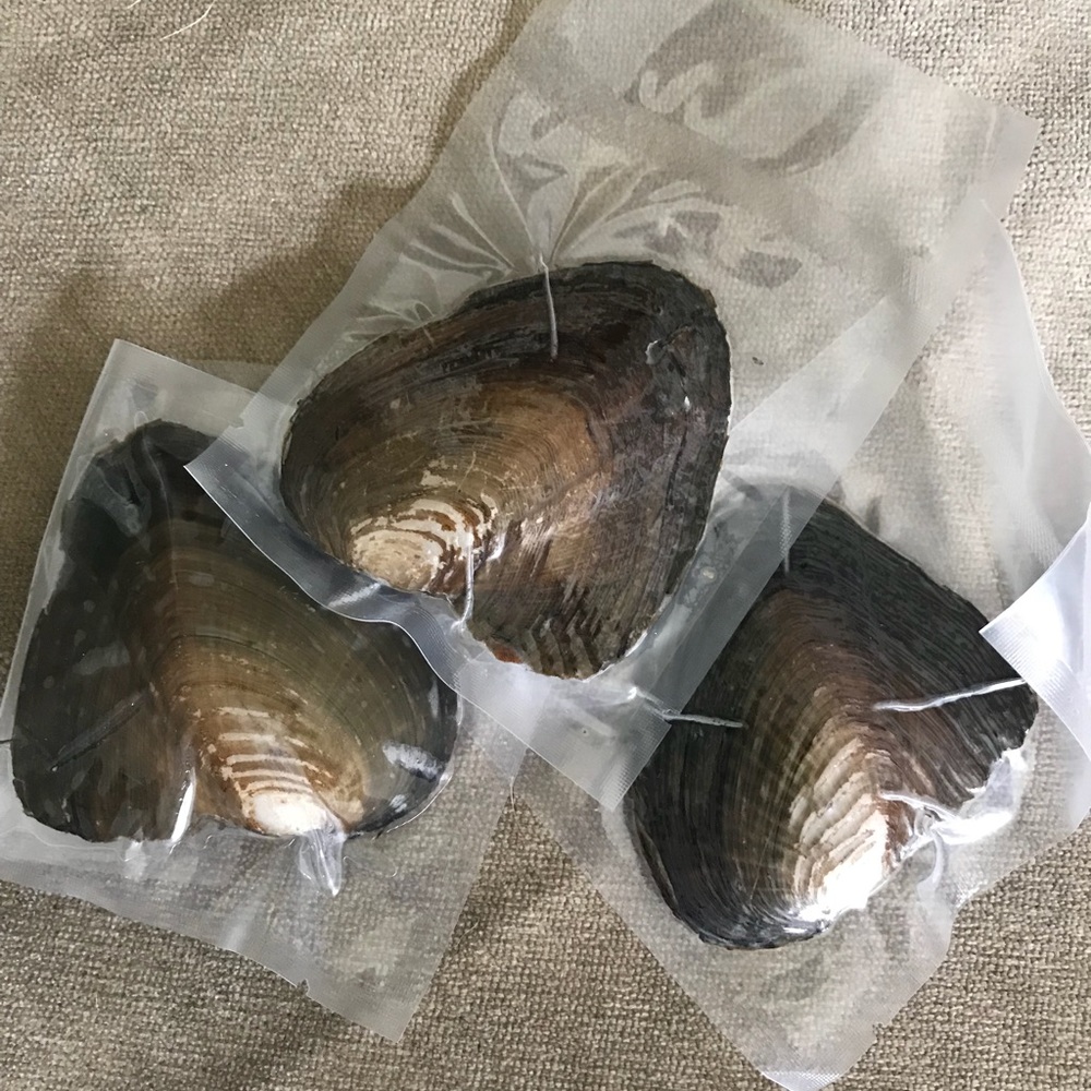 Mini monster oyster ( 10 pearls)